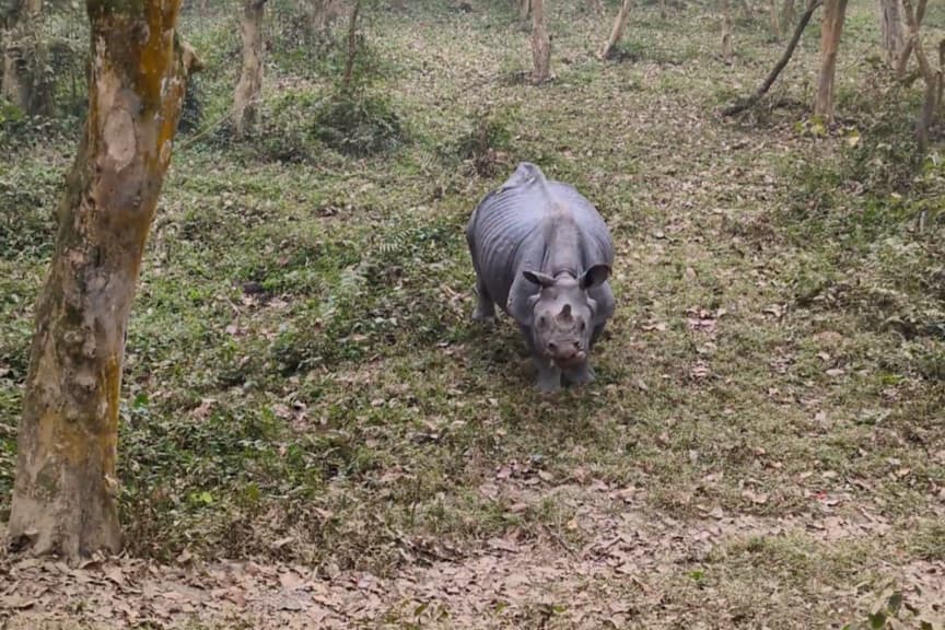 A rhinoceros walking through a forest clearing